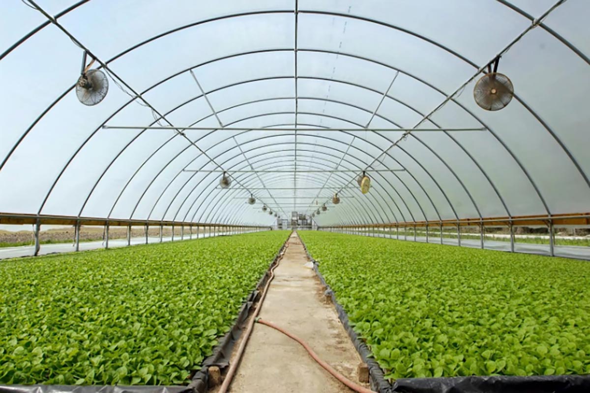 Plástico de invernadero